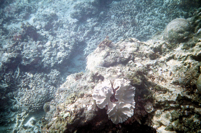 Seychellen Unterwasser-032.jpg